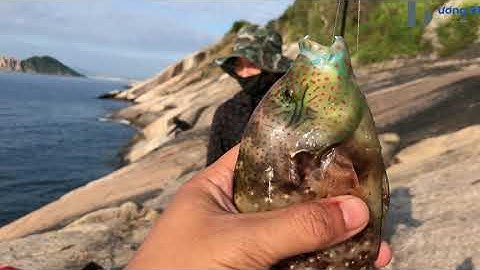 Câu Cá Biển - Câu Ghềnh - Cảng Vũng Rô Phú Yên