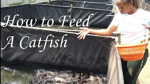 How to feed a catfish/ fish feeding the right way.