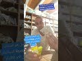 زيت الفيجل هو السداب بالاسباني Ruda عندك نخسة السياتيك الام المفاصيل والضهر والاقدام زيت الفيجل هو السداب بالاسباني Ruda عندك نخسة السياتيك الام المفاصيل والضهر والاقدام