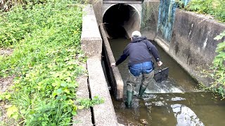 ガサガサで亀を捕獲する