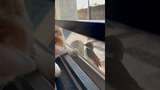 Bird Dares Cat to Catch Him