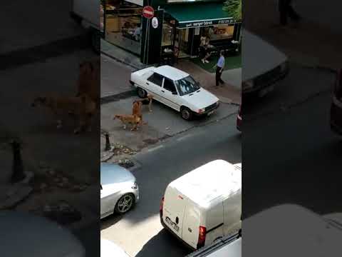 kenetlenme kilitlenme nedir.. köpek kilitlenmesi +18