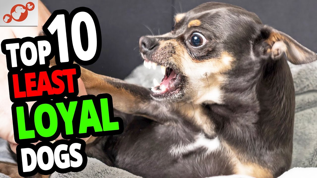 top 10 loyal dog breeds