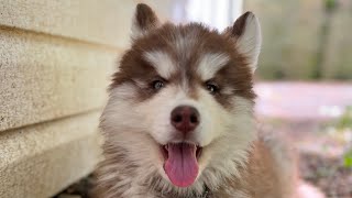 Husky EP.12: Caspian Baie Lunch Time  Please Subscribe