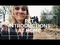 HOME FROM ITALY QUARANTINE UPDATE | PET INTRODUCTION