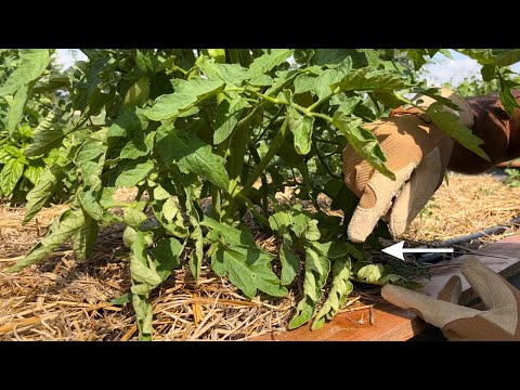 Video: Hvorfor krøller tomatblader seg: hovedårsakene