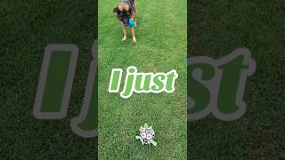 I Just German Shepherd Gsd  shorts ytshorts viral trending