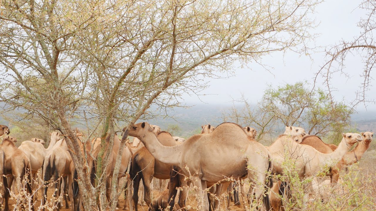 GEELA UGU   QURUXDA BADAN EE AY SOOMALIDU  ISKU DAAWAYSO   1 🇸🇴 Documentary