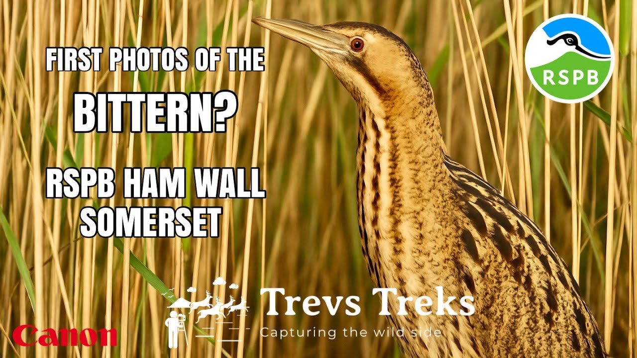 RSPB Ham Wall Quest to capture my first Bittern photos. UK bird watching & photography. Canon EOS R7