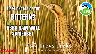 RSPB Ham Wall Quest to capture my first Bittern photos. UK bird watching & photography. Canon EOS R7