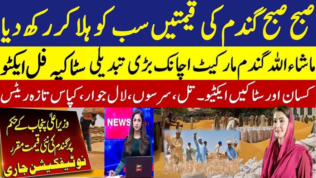 Today Wheat price in punjab//گندم کا ریٹ2026/munji makki till sarso/Galla mandi rate today 2026