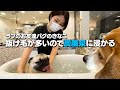 ラブのお友達パグのきなこ、炭酸泉のお風呂に入る