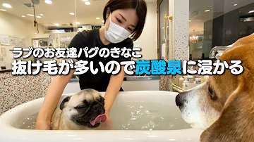 少年 お風呂 Mp3 少年 お風呂 Mp3