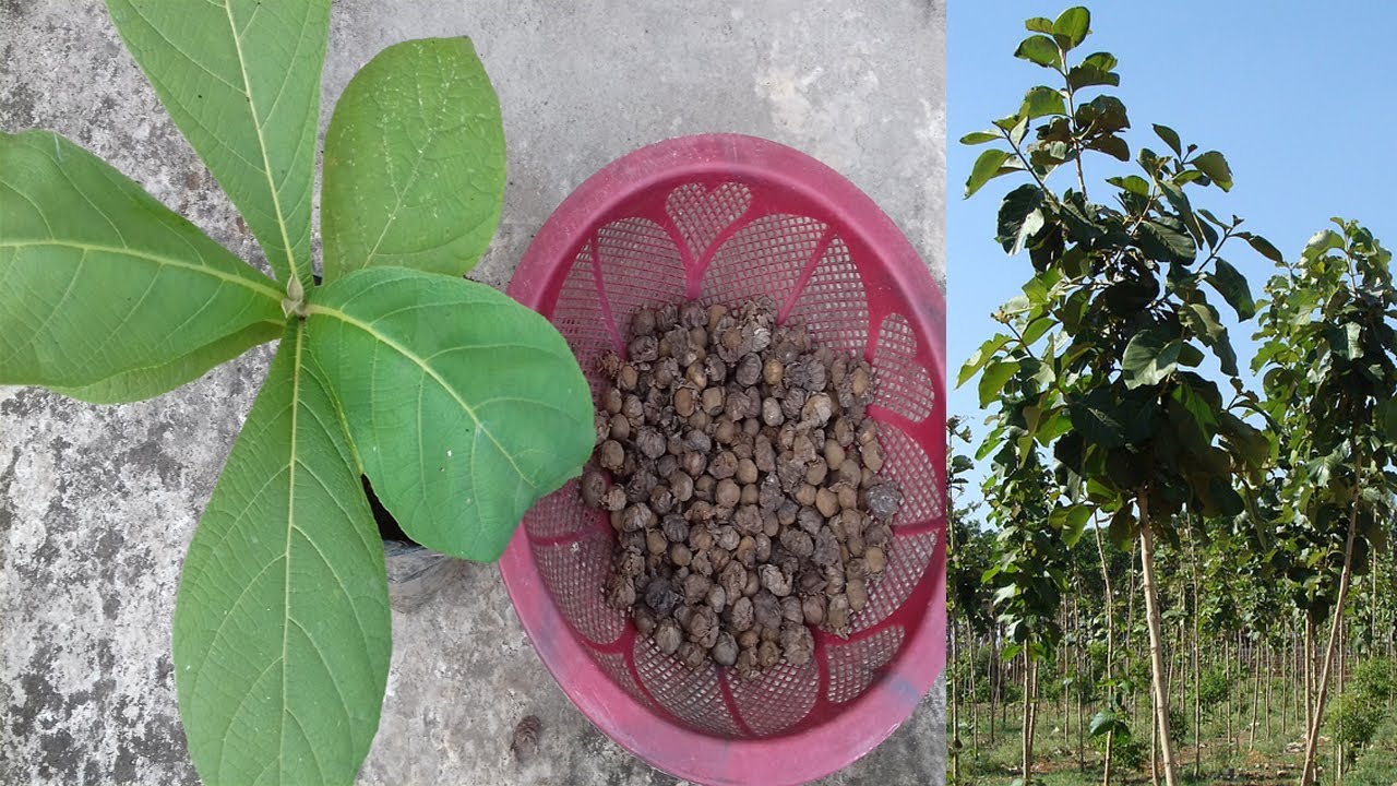 How To Germinate Teak Seeds Quickly How To Germinate Teak Seeds Quickly