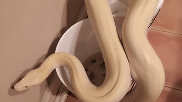 “Mijn albino Birmese sneeuwstormpython hanteren – werkelijk verbluffend!”