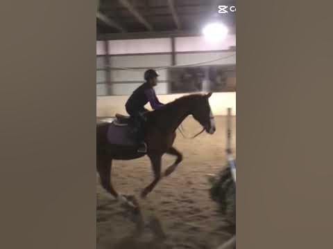 Swedish oxer with duchess ️ - YouTube