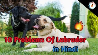 10 Problems Of Labrador / in hindi / Labrador problem