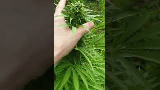 MY OUTDOOR GROW UK BUDS 🇬🇧 🇬🇧