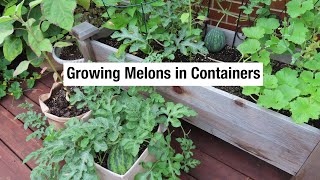 Growing Melons in Containers | Watermelons, Cantaloupe & Honeydew in Pots