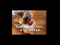 6月30日プウちゃん7歳の誕生日🎂#シーズー #ゴールデンレトリバー #誕生日#癒し #犬のいる暮らし #犬のいる生活