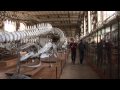 The jaws of the Leviathan: by Nature Video