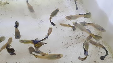 GUPPY VIOLET | CÁ CẢNH NHẬT TOÀN GÒ CÔNG 0977022281