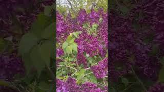 Blooming Lilac In My Garden #Lilac #Flowers #Garden #Flower