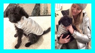 Puppysitting! | iJustine