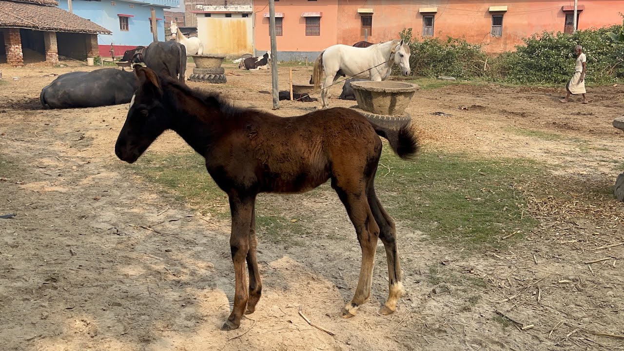 Village blog - Balaji khagaria breed & Suraj Sindhi breed 