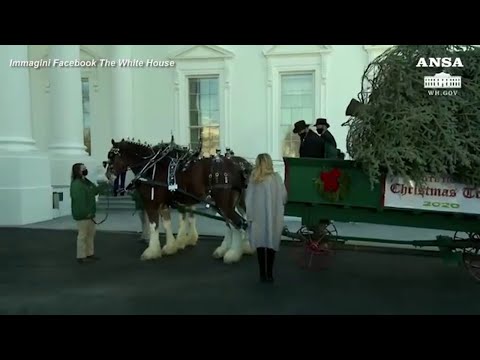Video: Melania Trump Riceve L'albero Di Natale Dalla Casa Bianca