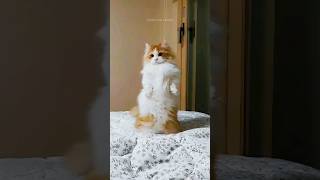 funny cats 😂 episode 234 #shorts