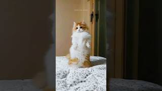 Funny Cats 😂 Episode 234 #Shorts