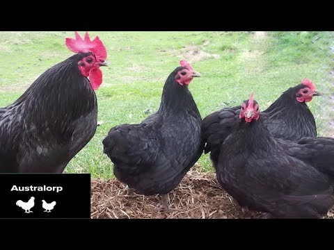 Video: Găini Ouătoare: Rase și Caracteristicile Acestora