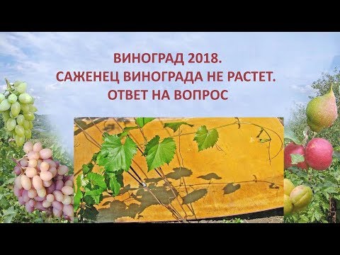 Виноград 2018. Саженец винограда не растет. Ответ на вопрос