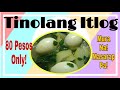 TINOLANG ITLOG | TIPID TIPS ULAM | SULIT NA! MASARAP PA!