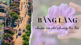 Bằng lăng nhuộm tím phố phường Hà Nội