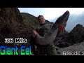 Conger eel fishing 36 kls spear fishing  giant eel ep2