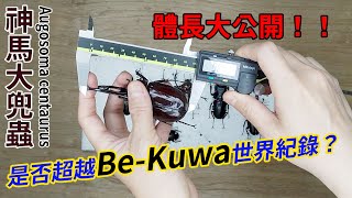 【山林蟲坊】我的神馬大兜蟲破Bekuwa的世界紀錄 | Is my Augosoma centaurus breaking a world record of Bekuwa?