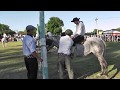Video Jineteadas Festival El Sauceño 2019 Canal Campo Tv Rural Horse