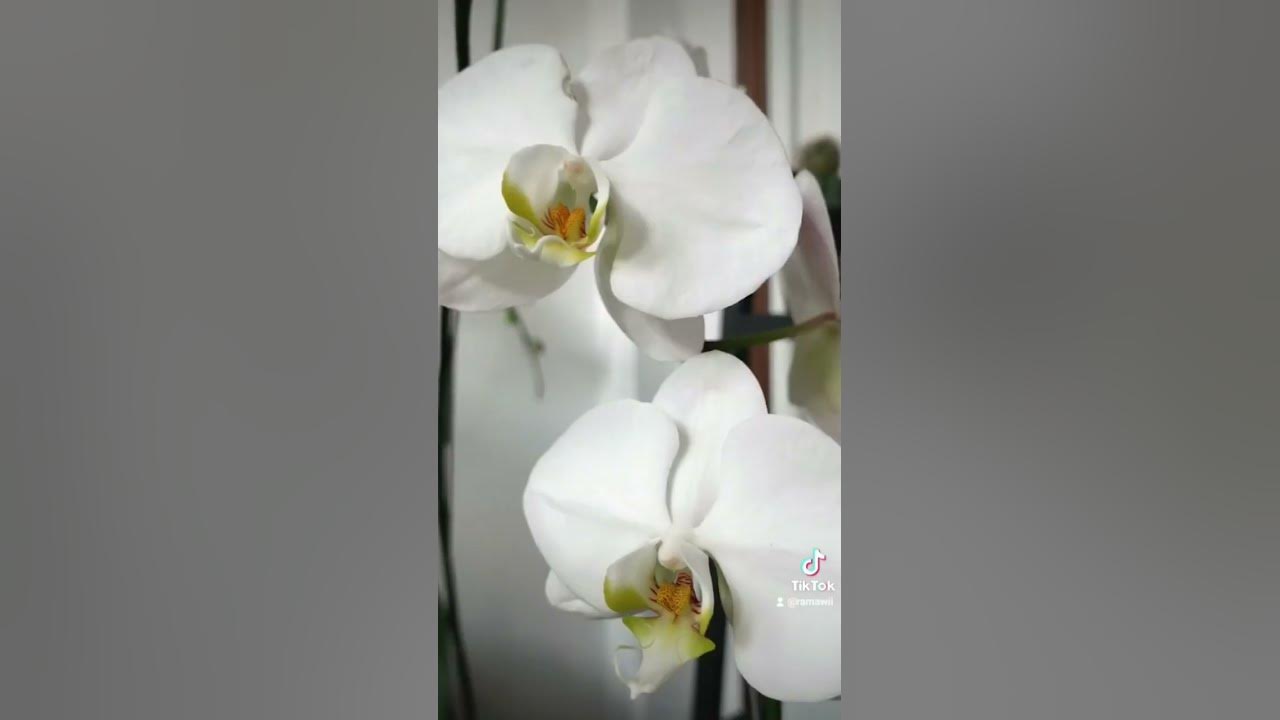 Rekomendasi ngeteh di Jogja Dear Eleanor Tea House 🍵🌷 YouTube