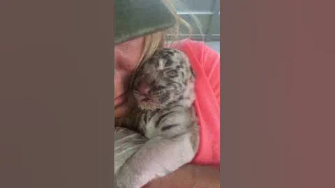 Video 3987211: white bengal tiger, rescue bengal, born bengal, bengals live, wildlife rescue