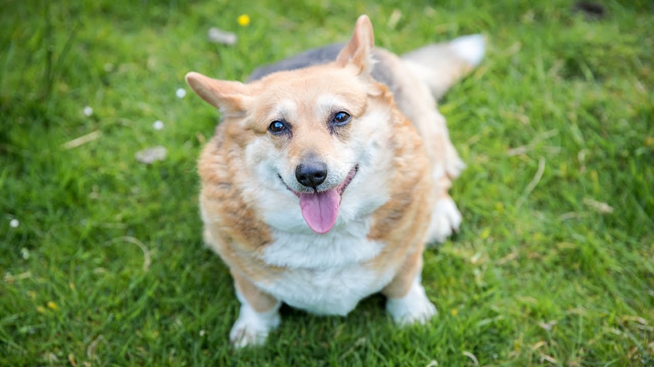 How To Make A Dog Lose Weight YouTube