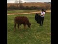 VIDEO ENTERTAINMENT : Salt bae fight with cow