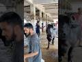 Dangerous Buffalo 😳 Slaughterhouse Ka Real Scene | Strong Animal Power 💪 #buffalo #meatmarket
