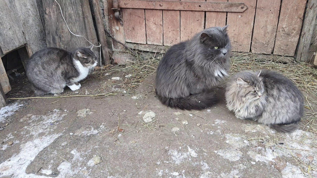 Три Кота в 4к. Кот в Ultra HD. Cat 4k.