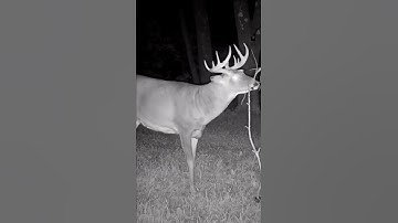 How much do you think he weighs? Cool video on our Hodag Licking Stick! 🦌 #deer #hunter #hunting