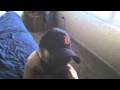 Snuggy Pug&#39;s Lap Dance for the Detroit Tigers