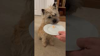 Cairn Terrier dog try’s shrimp (prawn) for the first time