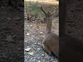 The Sweetest Deer Video on YouTube 🦌💕 #shorts