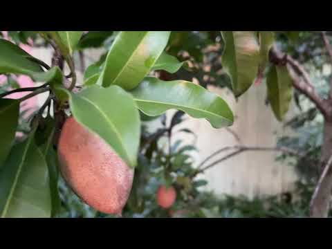 My tropical fruit yard update 2021